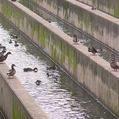 ducks float in a Chlorine Contact Tank