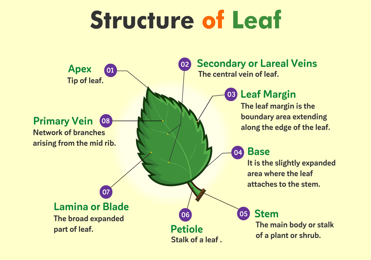 Structure of a Leaf